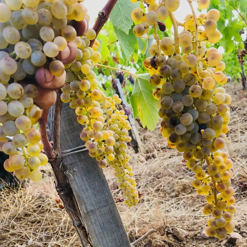 Cépage Gibi - domaine Les Païssels